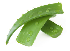 Causes and Treatments for Stretch Marks, aloe