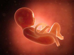 Understanding Your Baby's Development 1