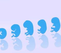 Verstehen Sie die Entwicklung Ihres Babys während der Schwangerschaft