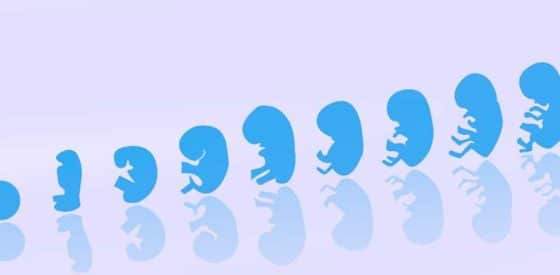 Verstehen Sie die Entwicklung Ihres Babys während der Schwangerschaft