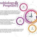 The Importance of Chronobiology in Pregnancy 2