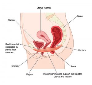 Pregnancy and Your Pelvic Floor  1