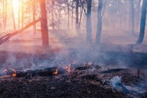 The Impact of Wildfire Smoke on Pregnancy 