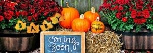 12 Fun Autumn Gender and Pregnancy Reveal Ideas 2