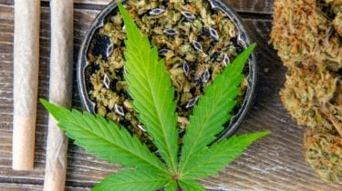 Cannabis and Pregnancy: Why You Should Just Say “No”