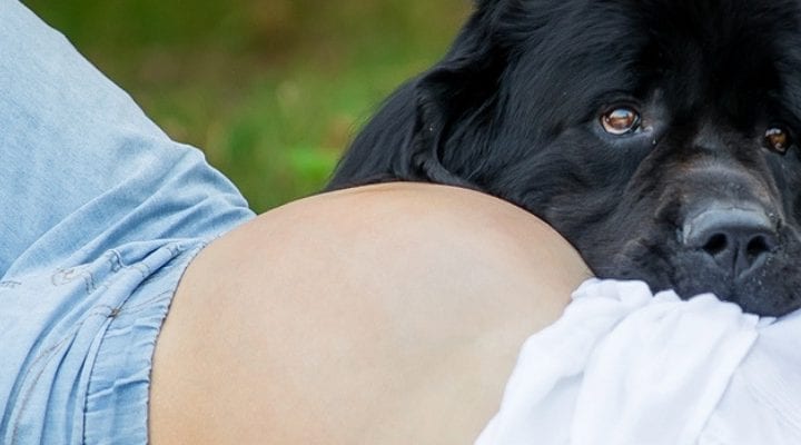 Pets and Your Pregnancy: Everything You Want to Know