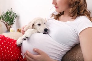 How to Prepare Your Pup for a New Baby 1