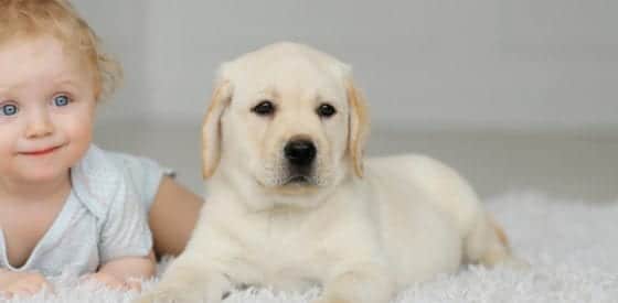 How to Prepare Your Pup for a New Baby