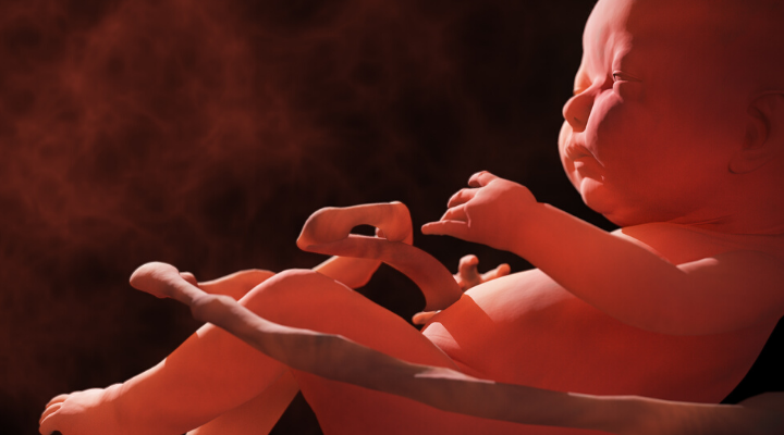 Fetal Psychology: What Science Says Your Baby Is Doing