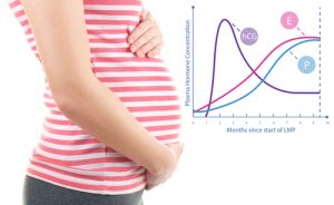 Boosting Estrogen Levels for a Healthier Pregnancy