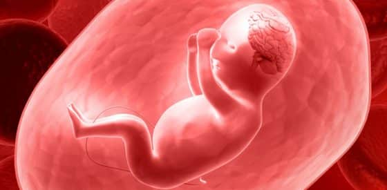 Certain Factors During Pregnancy Can Affect the Brain of the Fetus