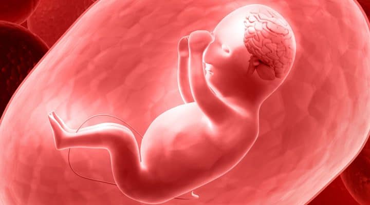 Certain Factors During Pregnancy Can Affect the Brain of the Fetus