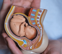 Genes Controlled by the Father can Manipulate the Mother's Resources to Benefit the Fetuses