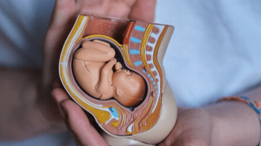 Genes Controlled by the Father can Manipulate the Mother's Resources to Benefit the Fetuses
