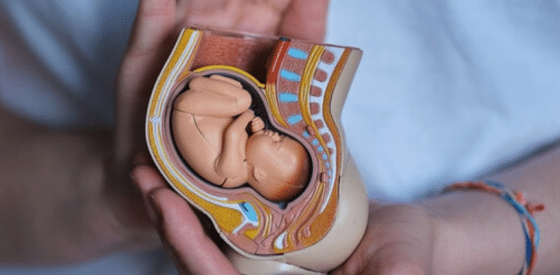 Genes Controlled by the Father can Manipulate the Mother's Resources to Benefit the Fetuses