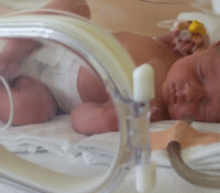 Gene Therapy Fixes Main Cause of Stillbirths and Premature Births in Guinea Pig Model