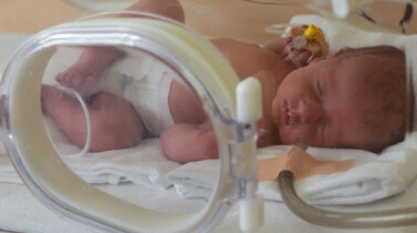 Gene Therapy Fixes Main Cause of Stillbirths and Premature Births in Guinea Pig Model